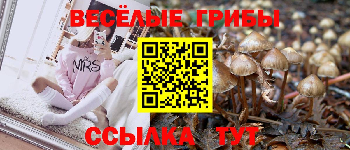 Галлюциногенные грибы GOLDEN TEACHER  Вход с VPN  Новороссийск  Псилоцибиновые грибы GOLDEN TEACHER 
